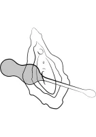 Violončelo — obrázok 7